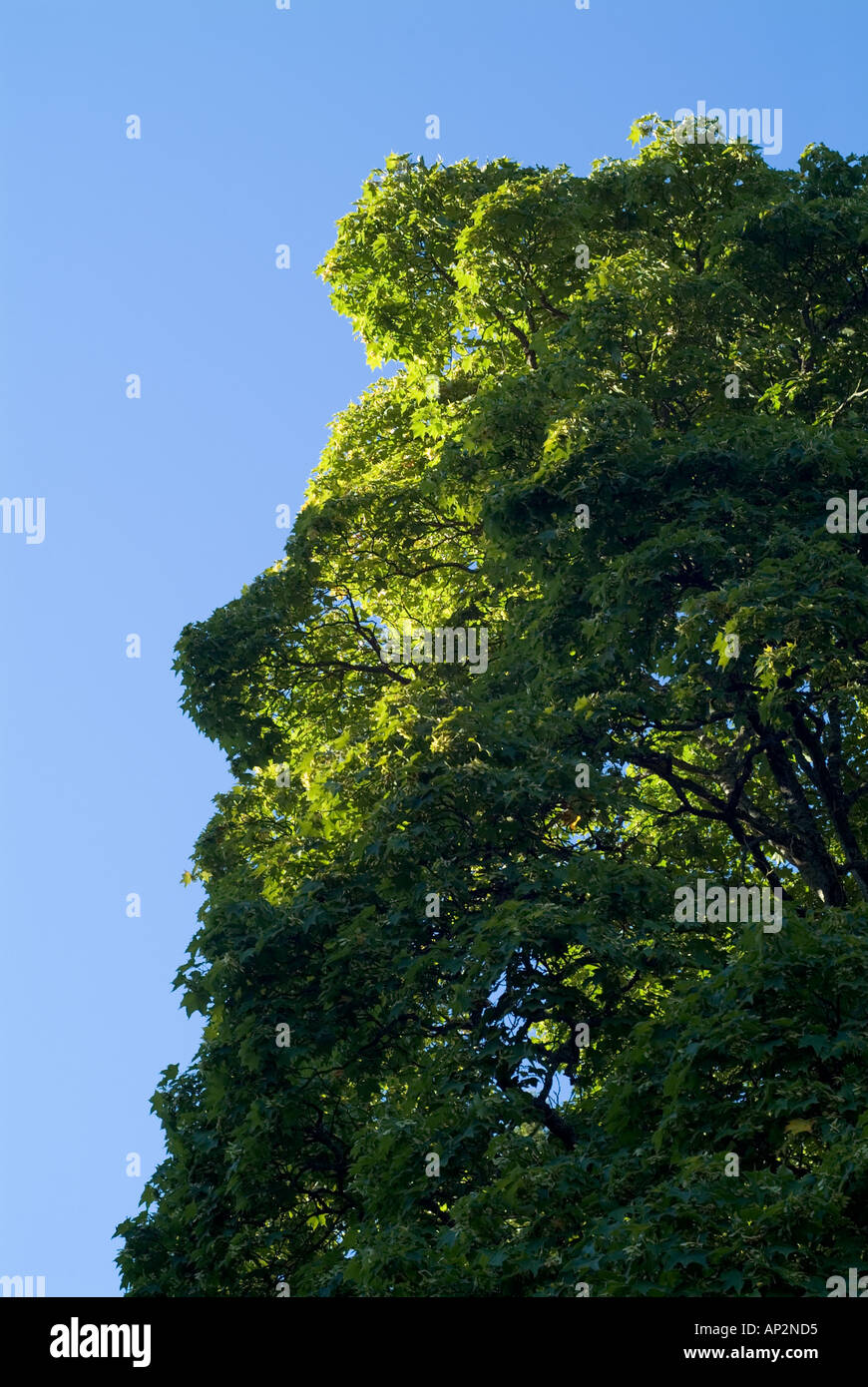 tree background texture Stock Photo - Alamy