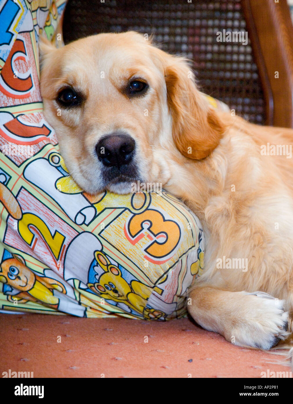 Golden Retriever dog resting on a childs chair Stock Photo Alamy