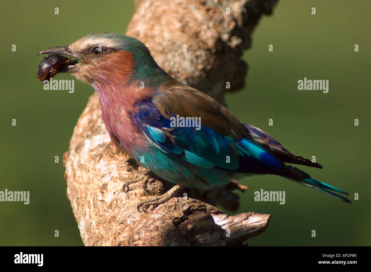 Lilac-breasted roller eating beetle Stock Photo - Alamy
