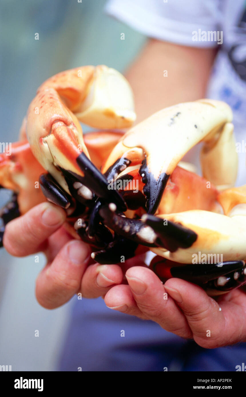 Chef claws of stone crabs, Restaurant Joe's Stone Crab, South Beach, Miami, Florida, USA Stock Photo
