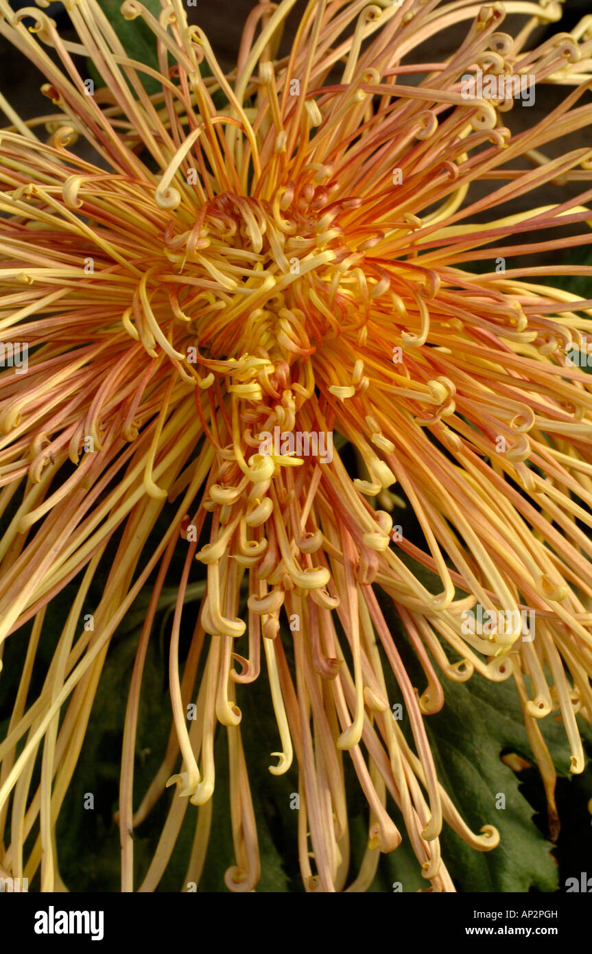 Spider Chrysanthemum at flower show in Botanical Garden Urumqi China Stock Photo