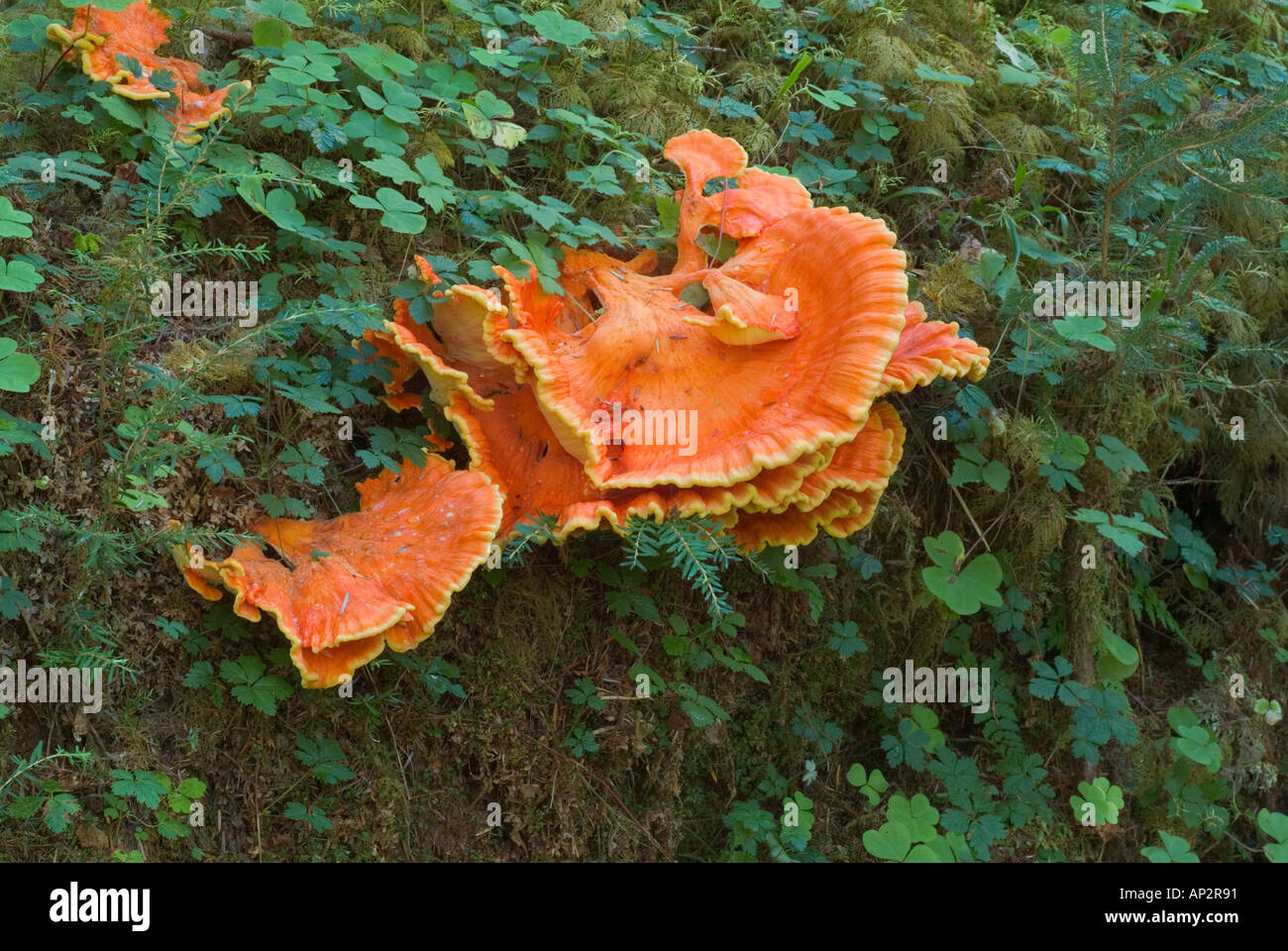 orange fungus on log Hoh Rainforest Olympic National Park Washington