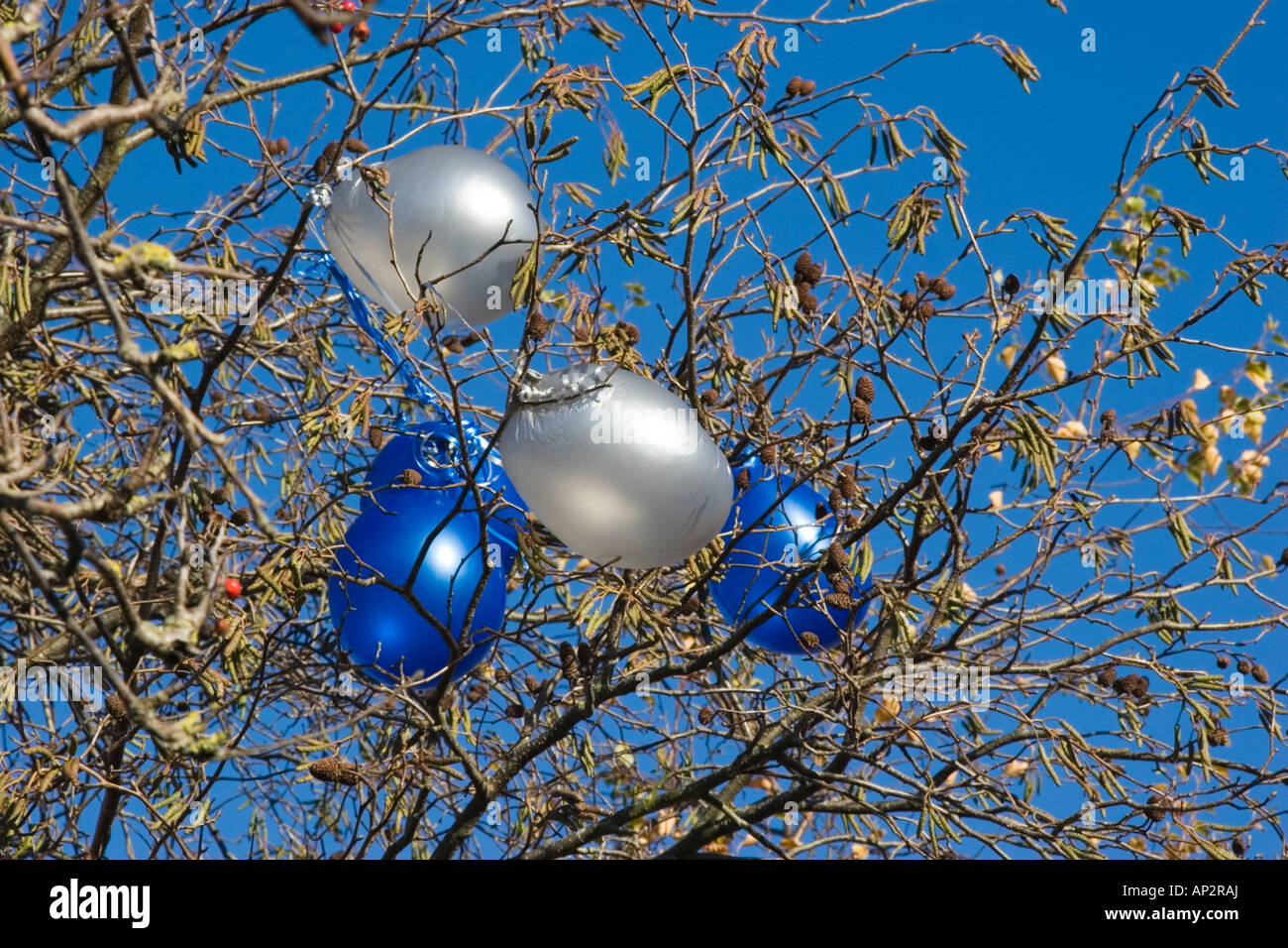Helium balloons trapped and tangled in tree branches Stock Photo