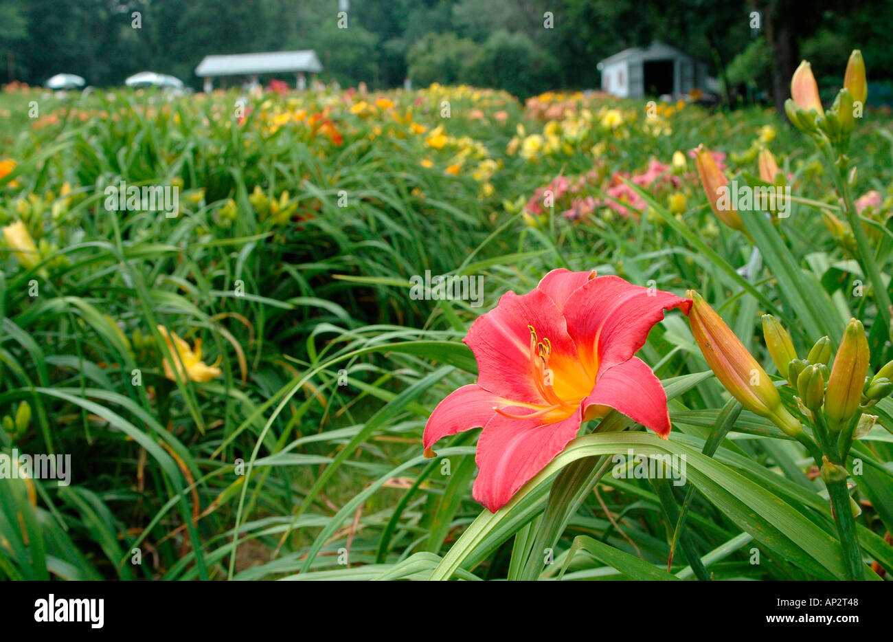 Day lily nursery Carlisle, Massachusetts, New England, USA Stock Photo