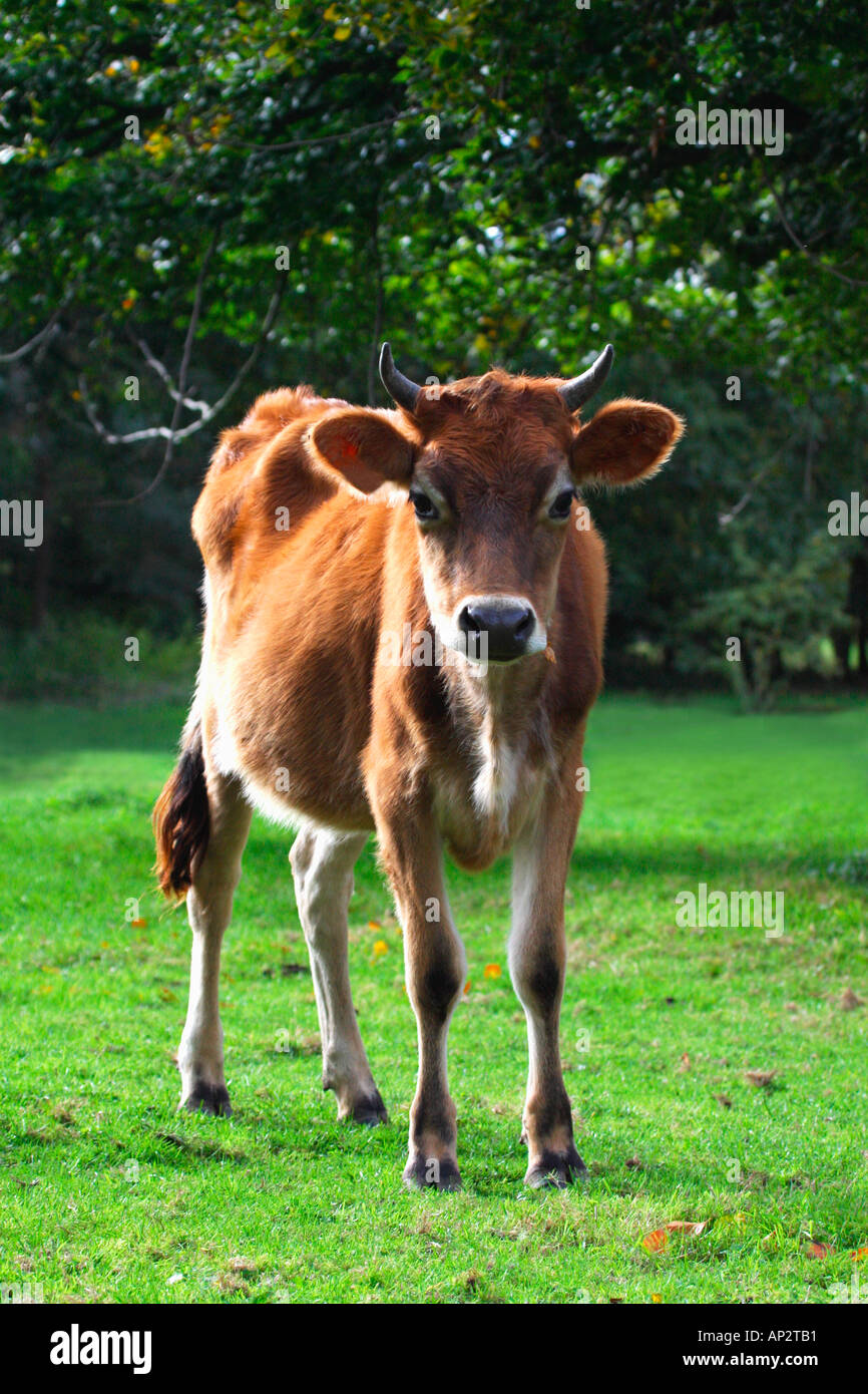 Jersey calf cow cattle in english meadow in autumn England Wales