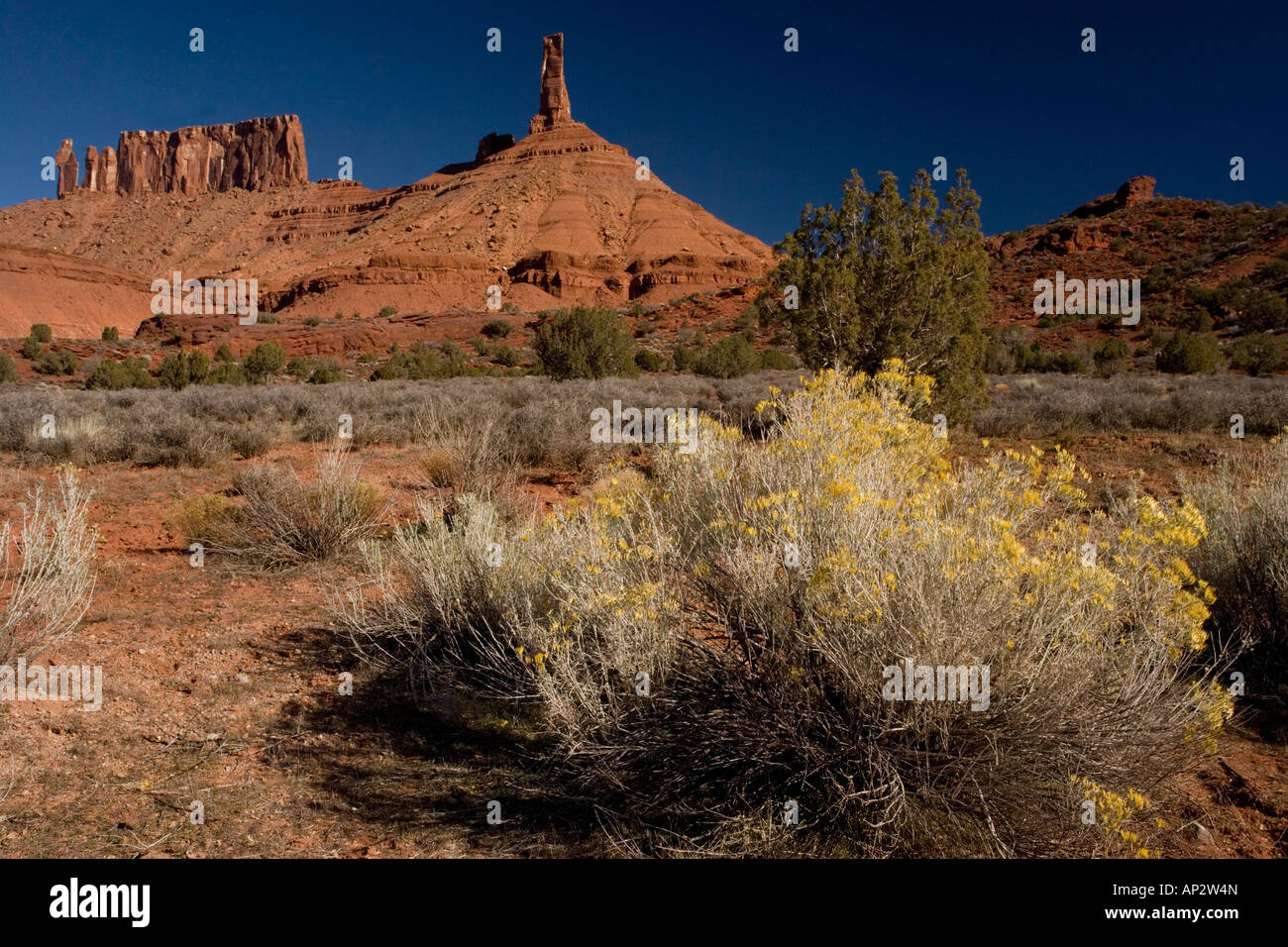 Rabbit brush, Ericameria nauseosa (Chrysothamnus nauseosus) with buttes beyond Castle Valley Moab Utah USA Stock Photo