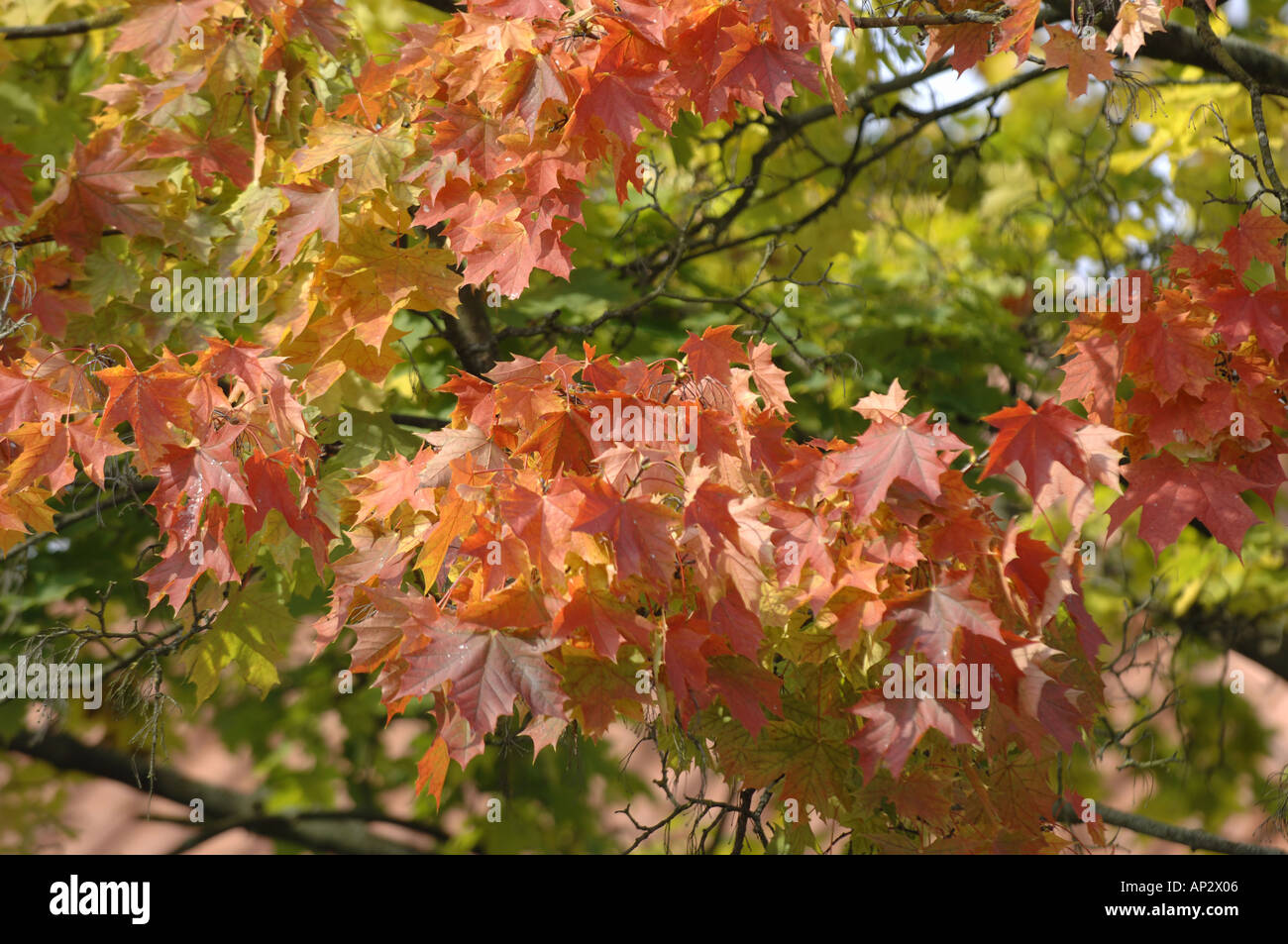 Rustling End