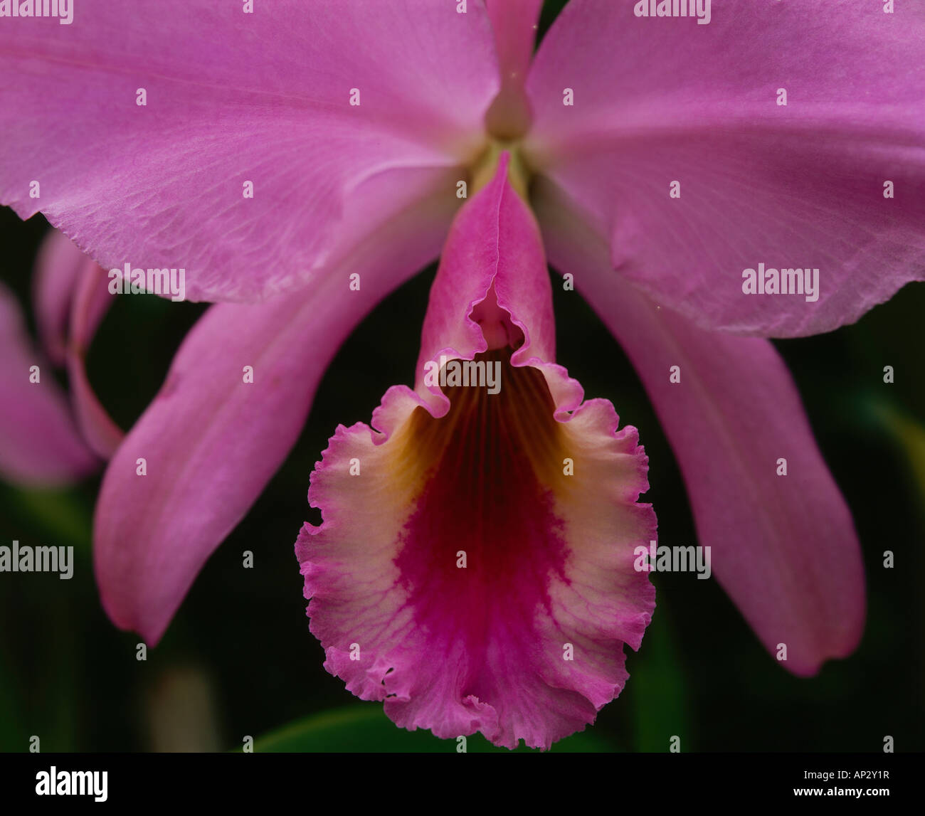 Close up of an orchid, Cattleya jenmanii, Canaima National park, La Gran Sabana, Venezuela, America Stock Photo