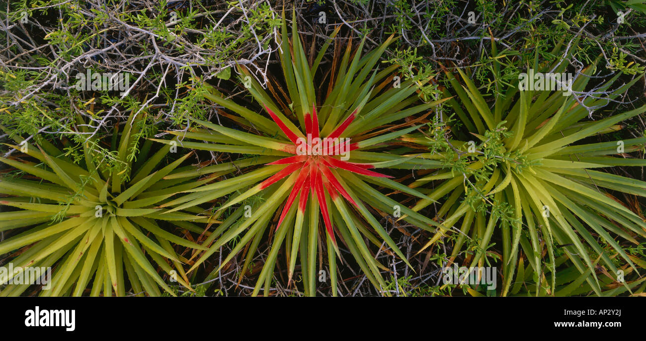 Bromeliads, Caracueve Bromeliads, Refugio de Fauna Silvestre de Cuare, Venezuela, America Stock Photo