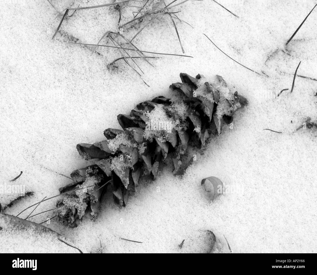 Pine cone covered in snow Black and White Stock Photos & Images - Alamy