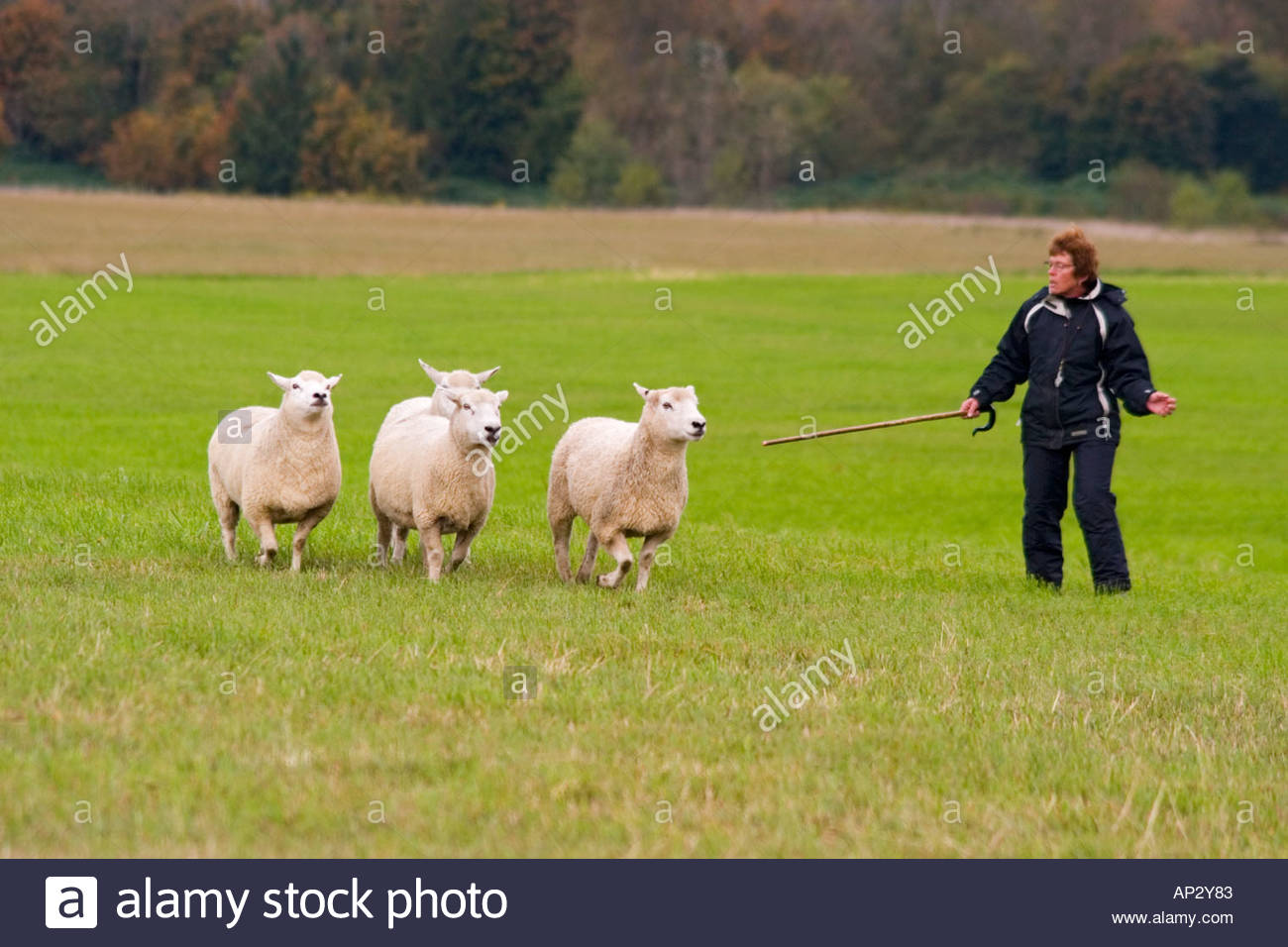 Sheep Herding Stick Stock Photos & Sheep Herding Stick Stock Images - Alamy