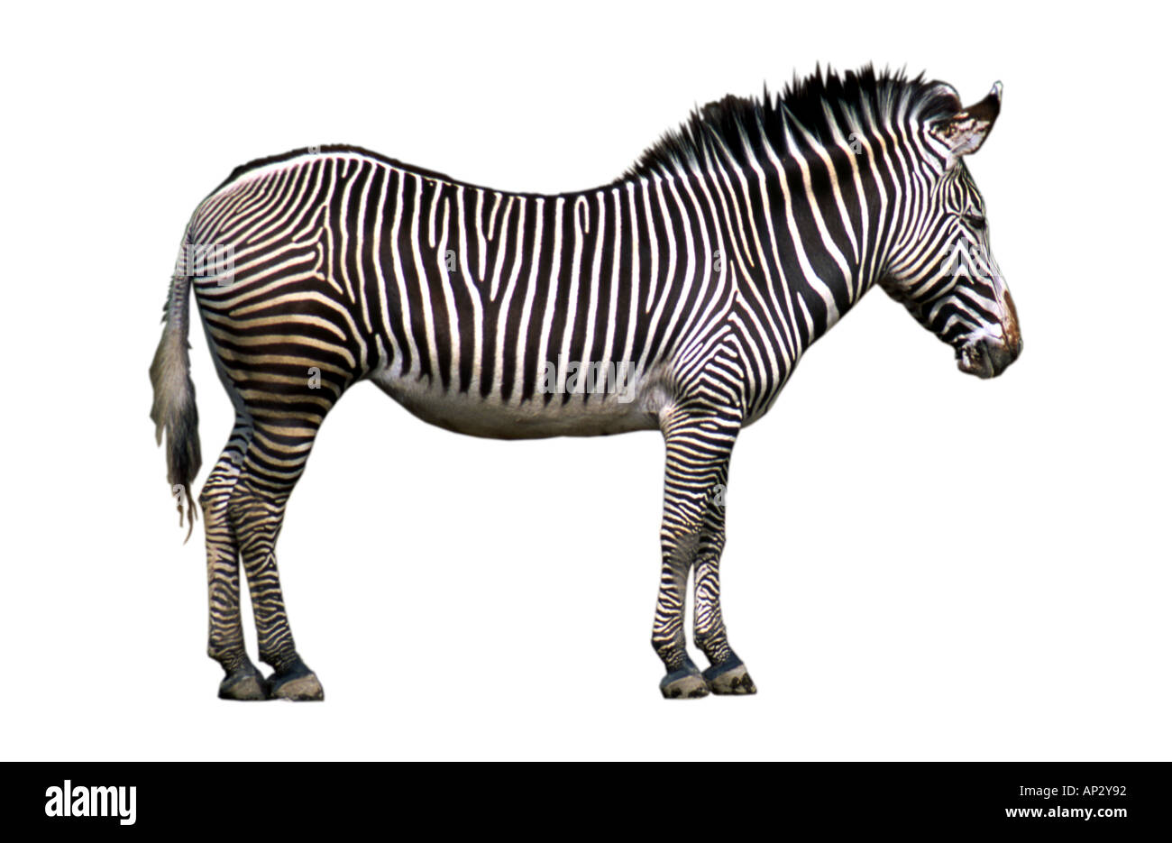 Zebra Cutout Stock Photo