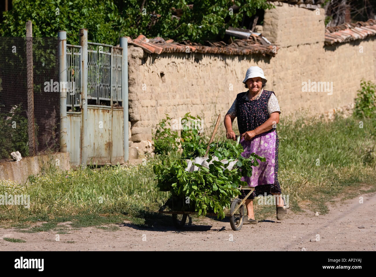 Peasant woman, Muselievo near Pleven, Bulgaria Stock Photo