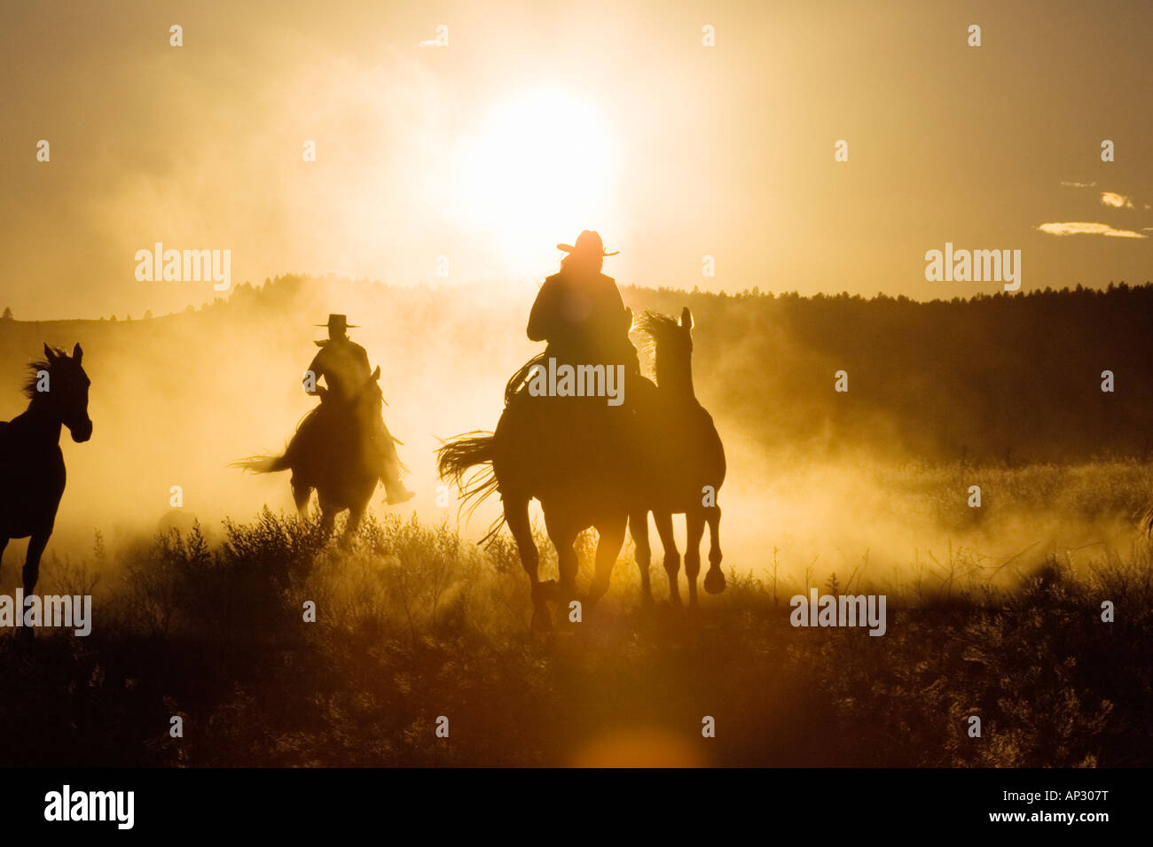 cowboys horseriding at sunset, Oregon, USA Stock Photo - Alamy