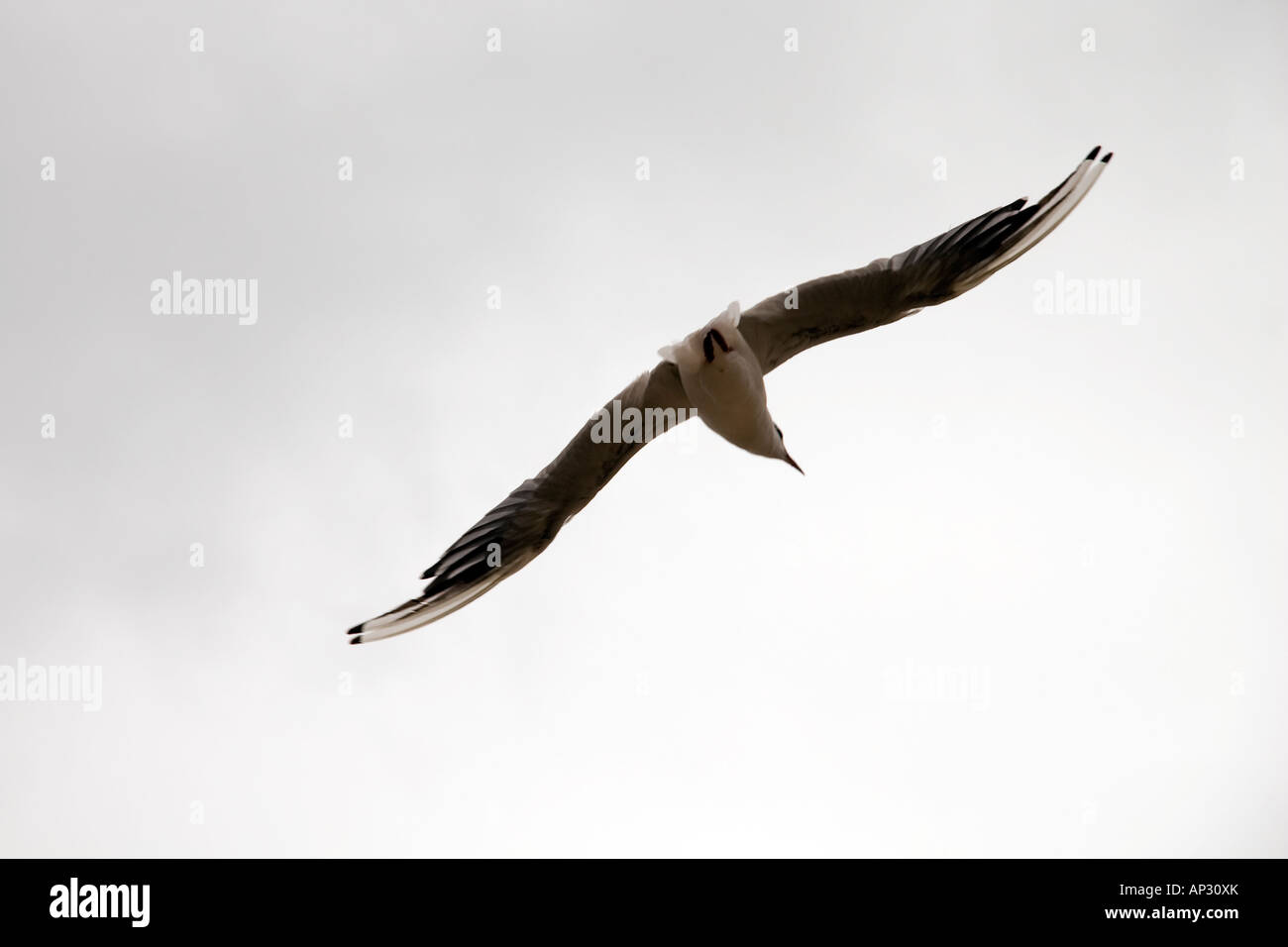 seagull in flight against cloudy sky Stock Photo - Alamy