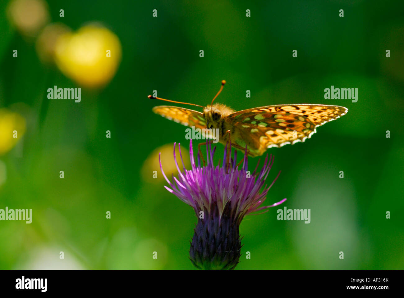 butterfly, Argynnis aglaia Stock Photo