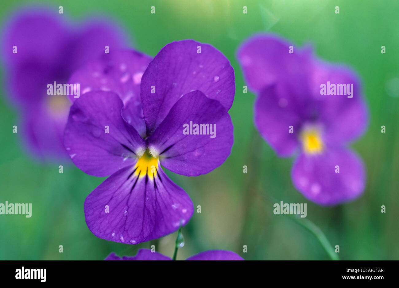 violet with raindrops Stock Photo