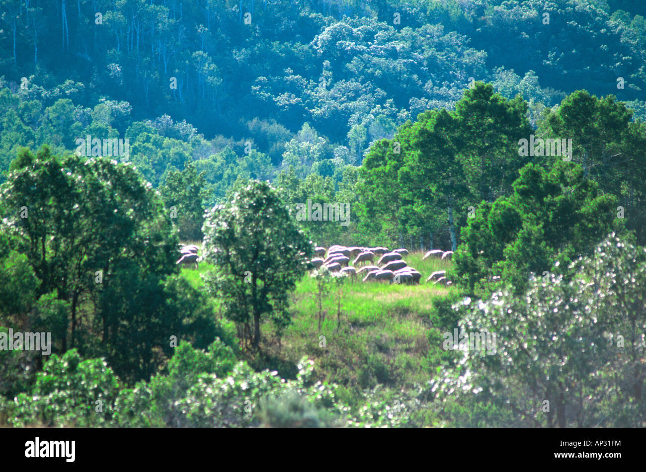 Sheep grazing on meadow in hi-res stock photography and images - Alamy
