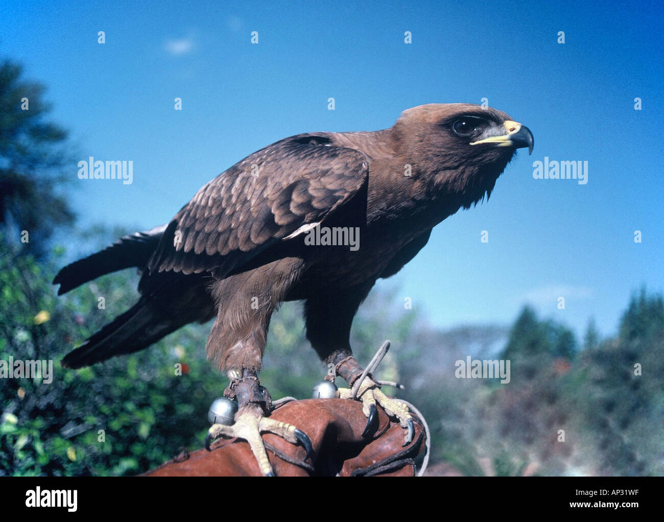 Wahlberg's Eagle, Aquila wahlbergi Stock Photo