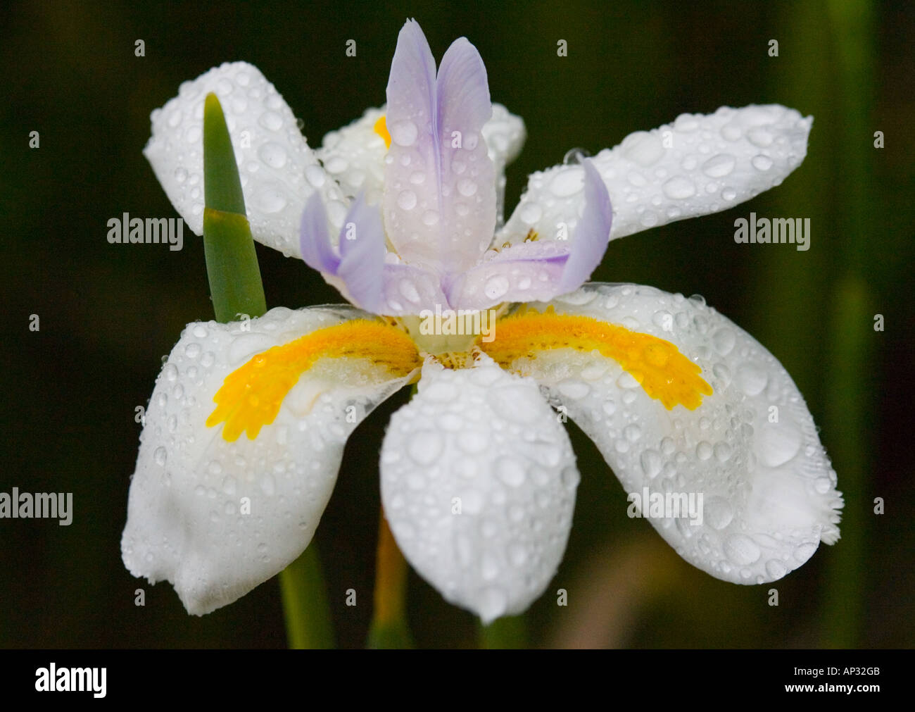 Japanese Iris opens for a springtime rain shower in Santa Barbara, California Stock Photo