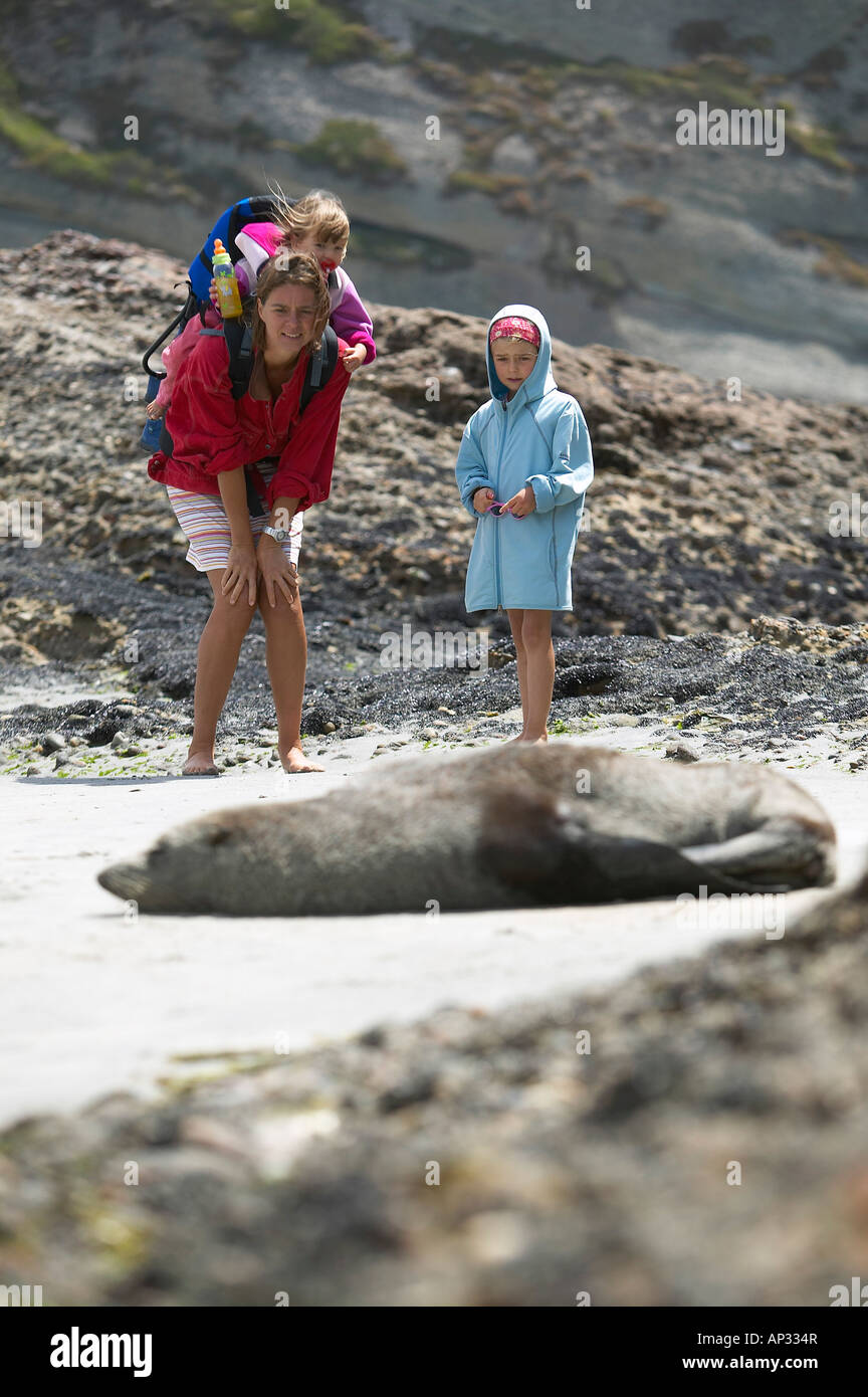 Watching New Zealand Fur Seal, Wharariki Beach, low tide, near Puponga