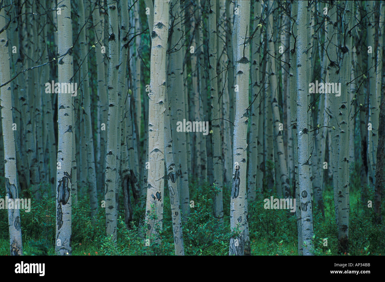 Crowded Aspen Trees High Resolution Stock Photography and Images - Alamy