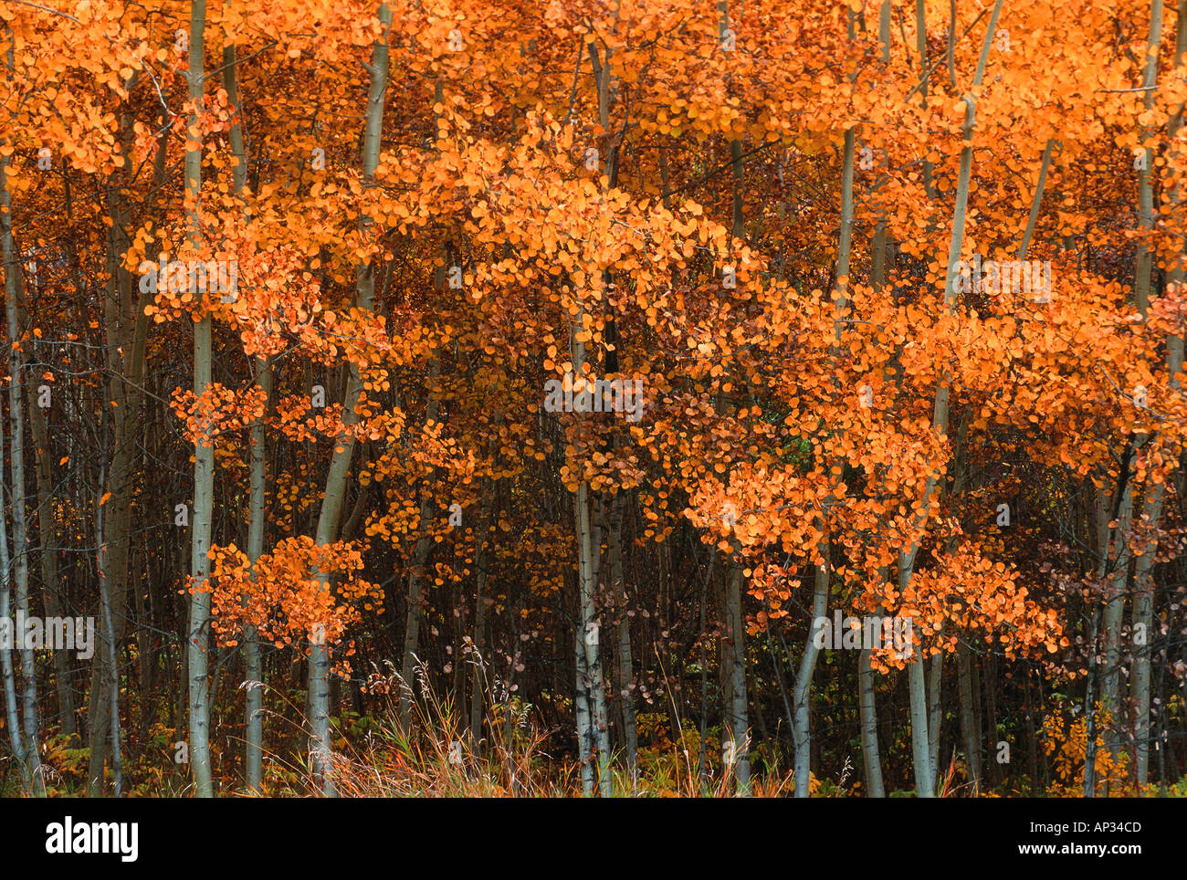 Dense forest poplar trees hi-res stock photography and images - Alamy