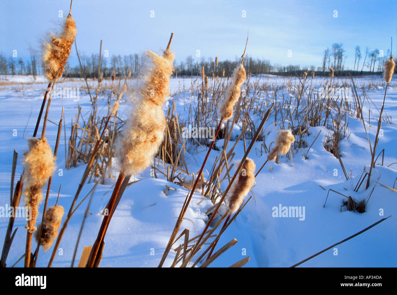 Bulrushes in snowy field Stock Photo