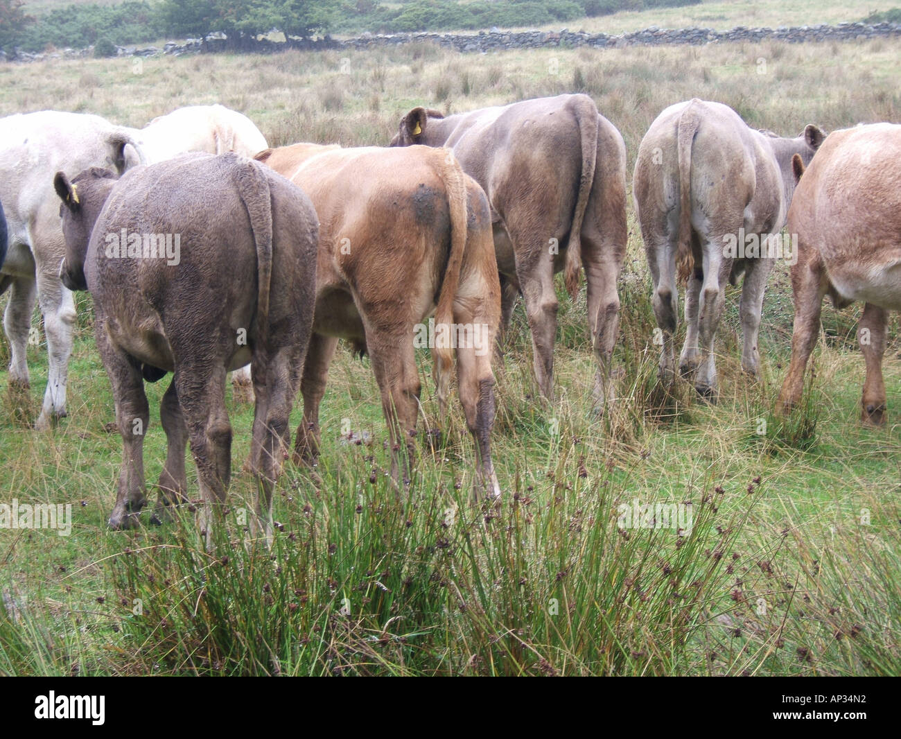 Cows back side rear view hi-res stock photography and images - Alamy
