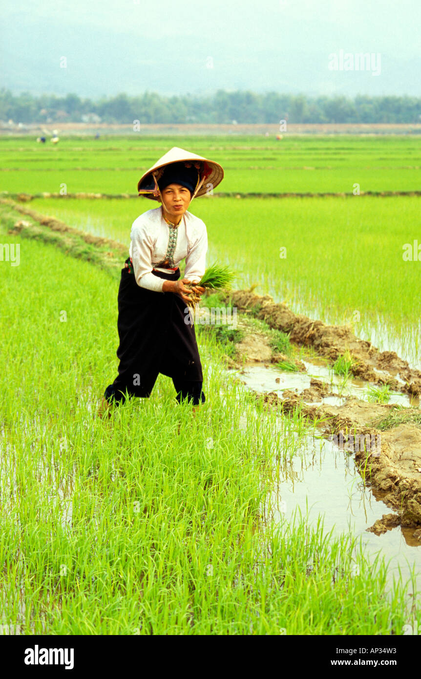 Female rice planter from 'Thai' ethnic minority hill tribe working in paddy field, Dien Bien Phu, north Vietnam Stock Photo