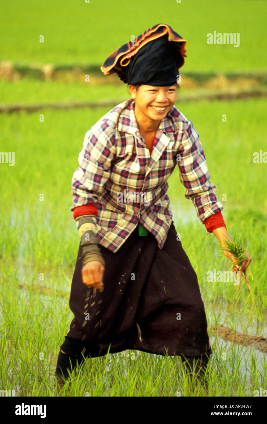 Pretty hill tribe ethnic minority 'Thai' female working in paddy field, Dien Bien Phu, north Vietnam Stock Photo