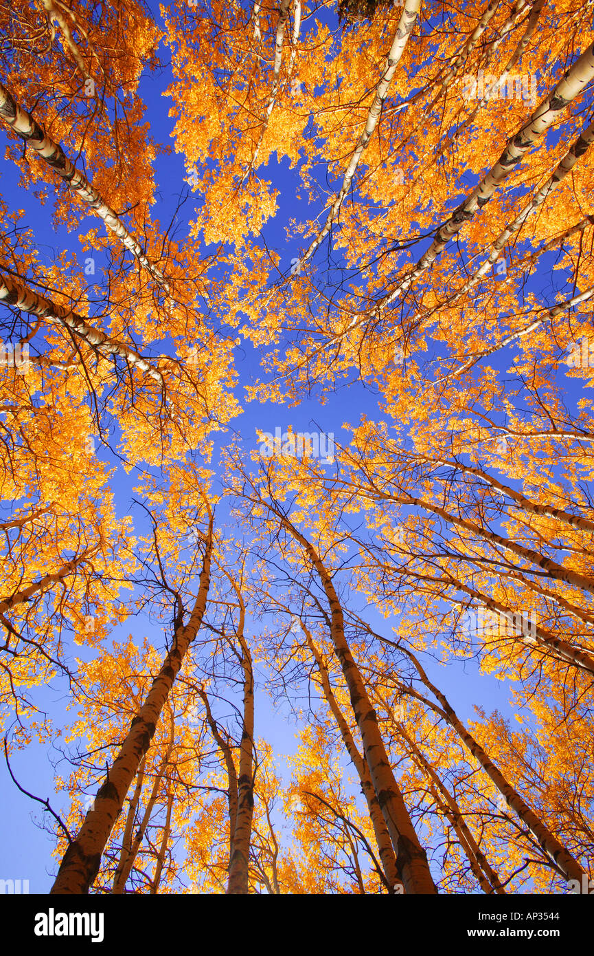 Top Or Tree Tree trees top tops hi-res stock photography and images - Alamy