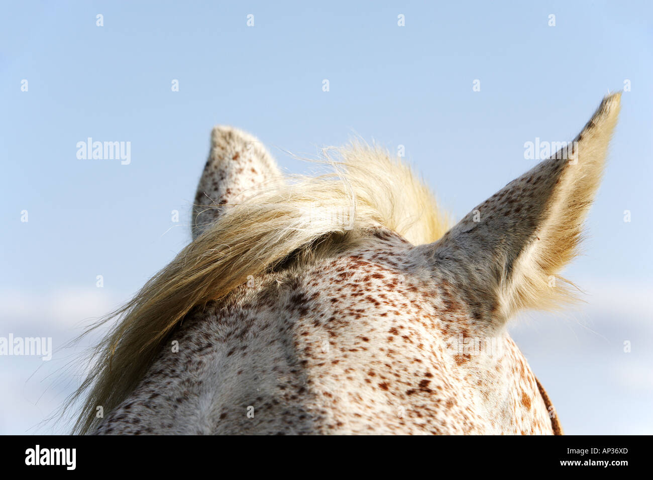Grey speckled horse ears Stock Photo 8948780 Alamy