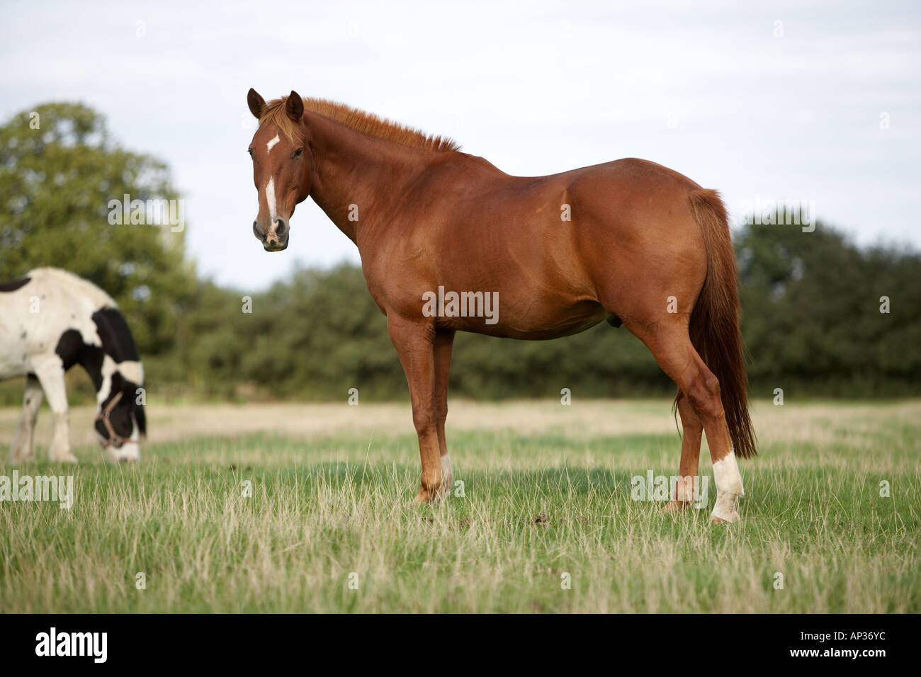 Chestnut horse in a paddock Stock Photo