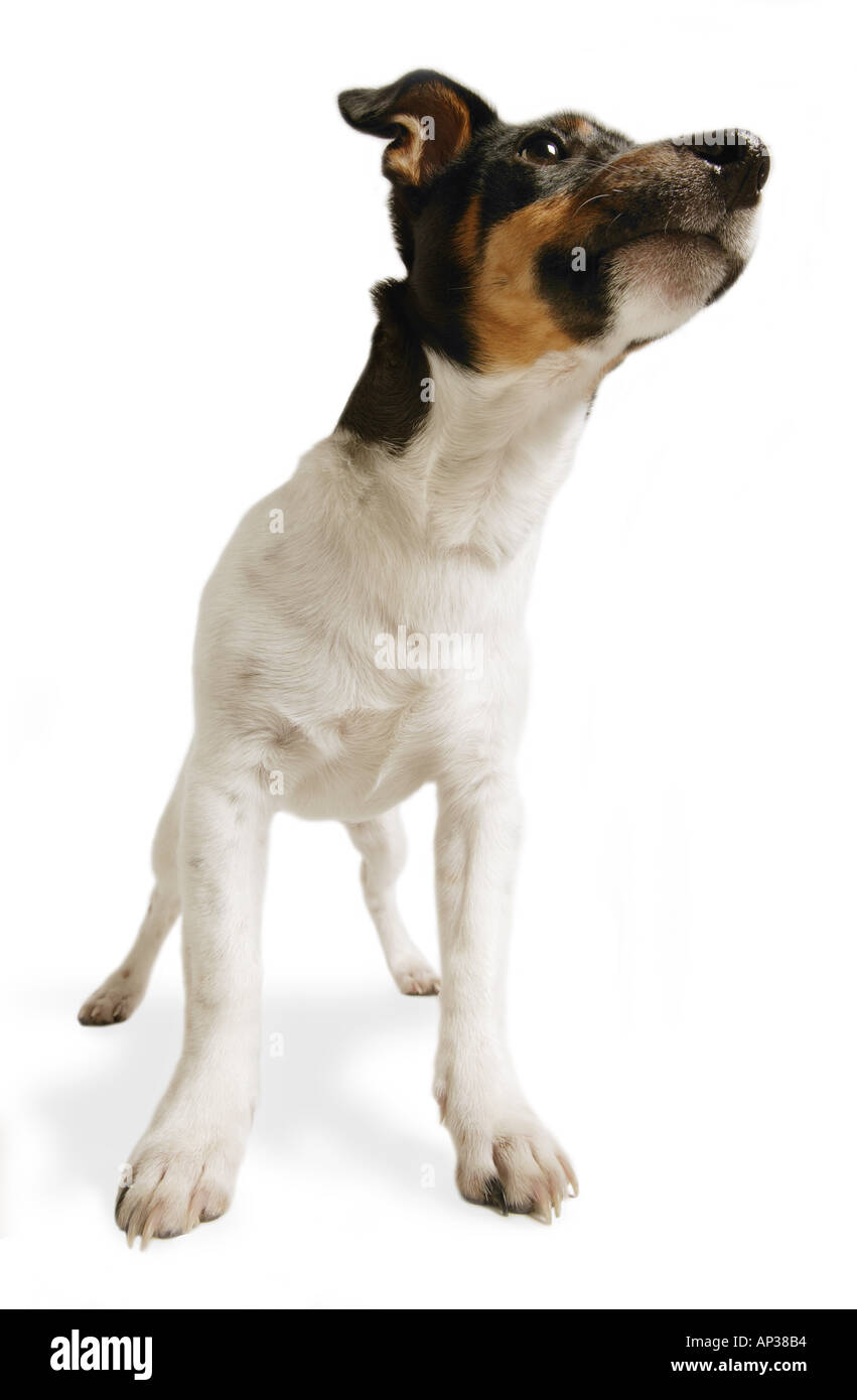 The wonder of animals hi-res stock photography and images - Alamy