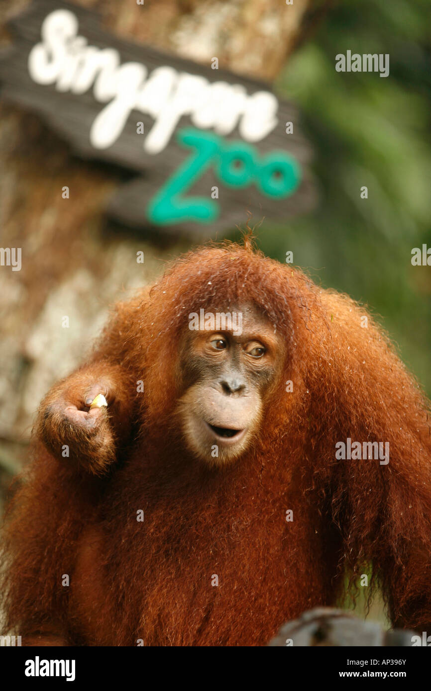 Orangutan, Singapore Zoo, Singapore Stock Photo