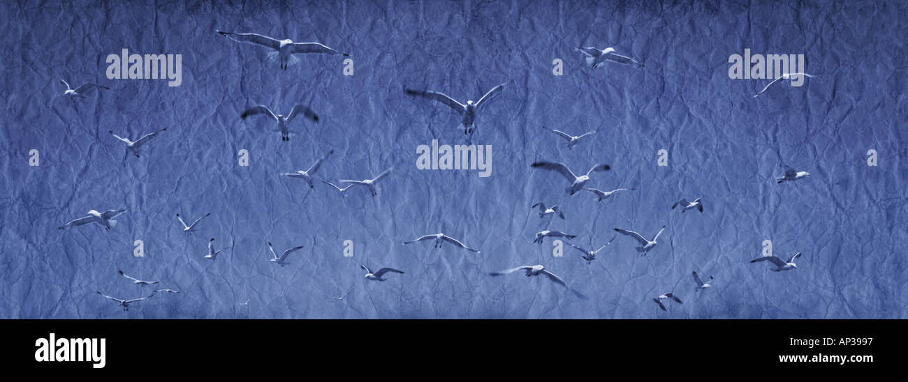 Texture animals hi-res stock photography and images - Alamy