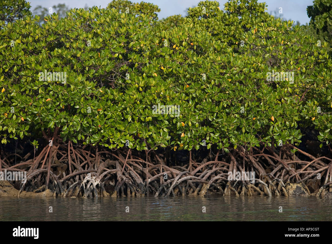 Mangroves at Ile aux Cerfs Island, Near Trou d'Eau Douce, Flacq District, Mauritius Stock Photo