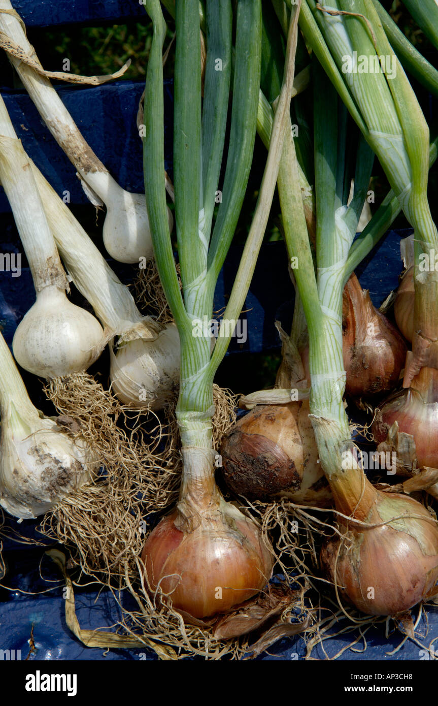 Freshly picked garlic and shallots drying in sunshine Stock Photo Alamy