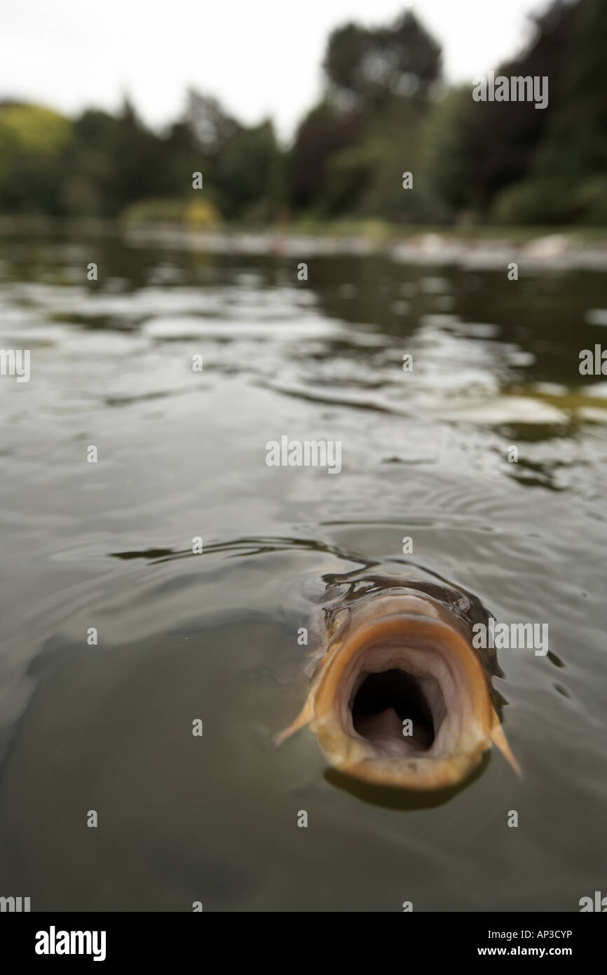 Mirror carp cyprinus carpio morpha feeding on the surface of a pond Stock Photo