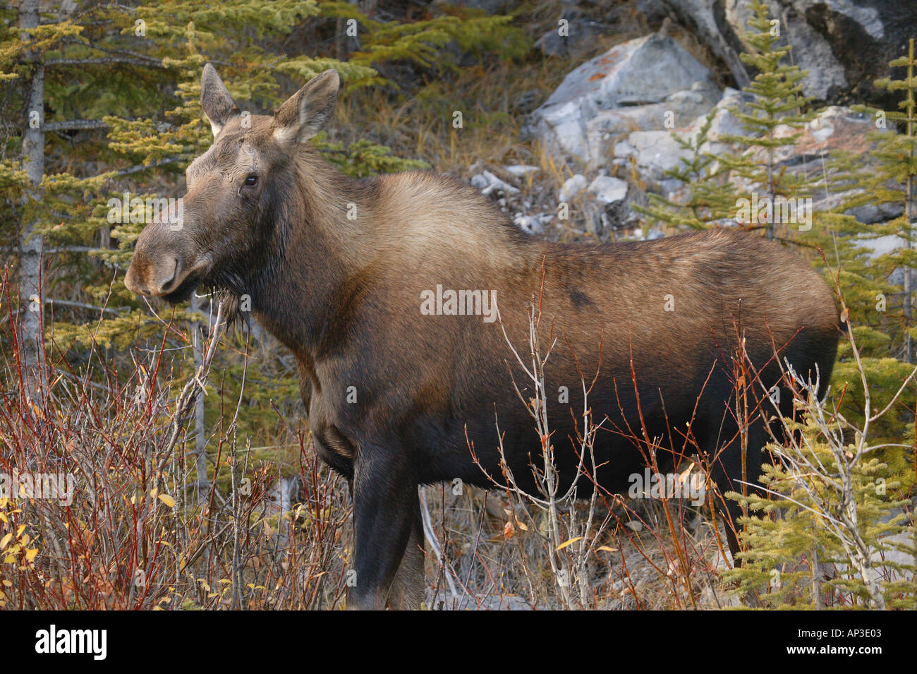 Animals scenery hi-res stock photography and images - Alamy