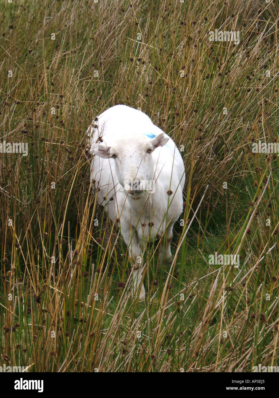 One sheep grazing in field in snowdonia hi-res stock photography and ...