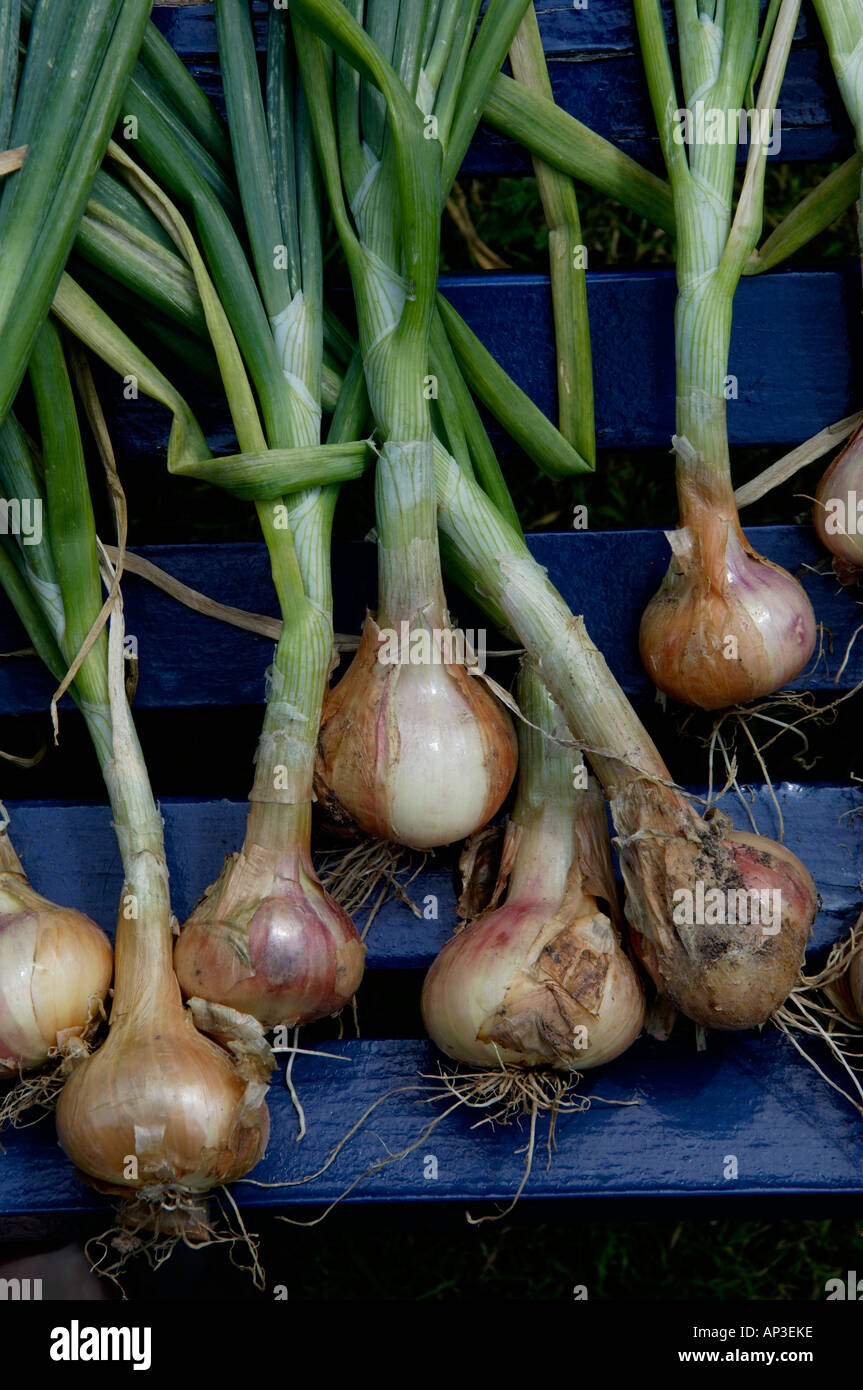 Shallots drying hires stock photography and images Alamy