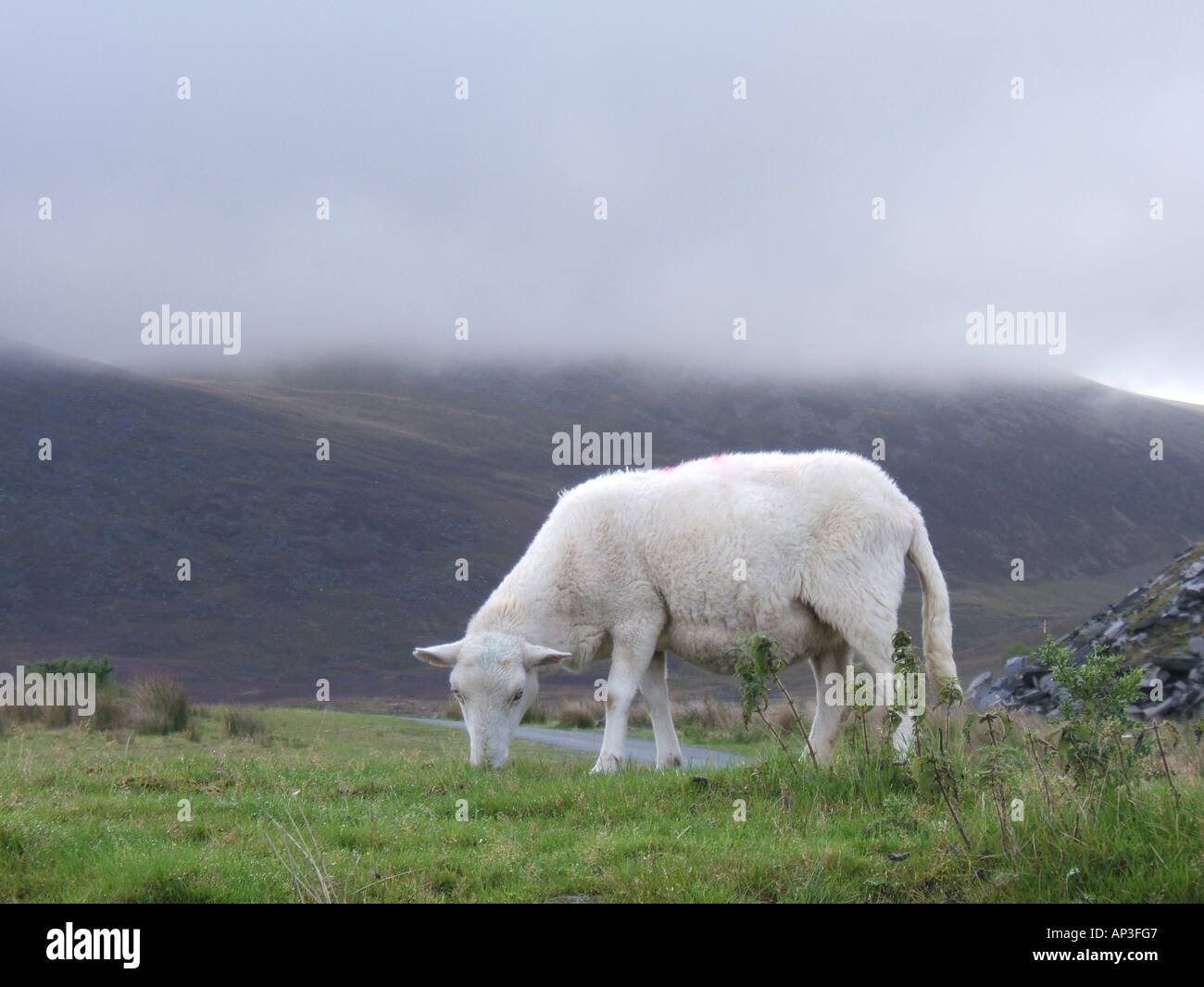sheep grazing in snowdonia, wales Stock Photo - Alamy