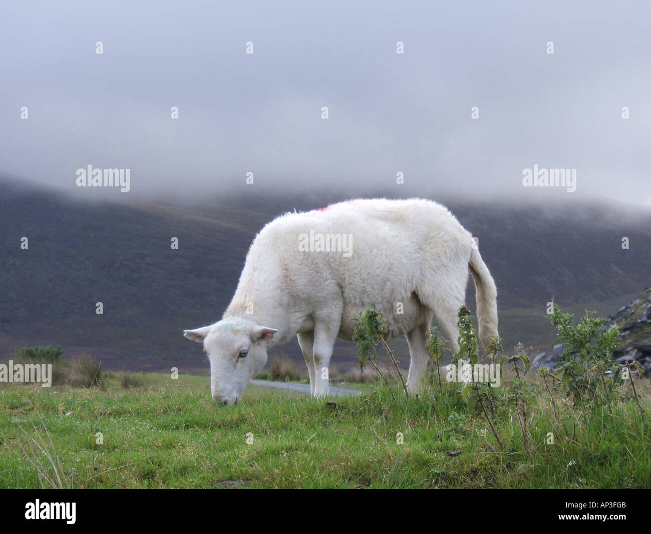 One sheep grazing in field in snowdonia hi-res stock photography and ...