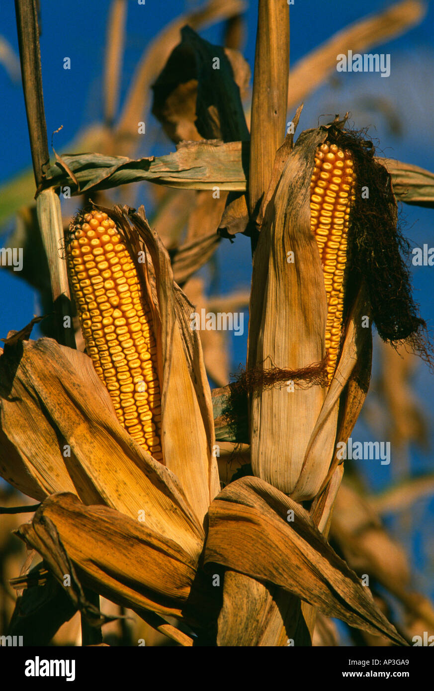 Mature field corn awaiting harvest on farm in Lancaster County ...