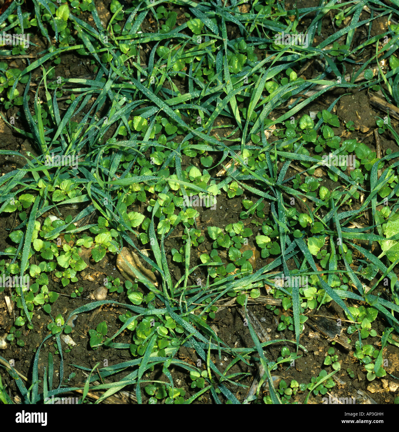 Arable annual broad leaved weeds in a young wheat crop Stock Photo