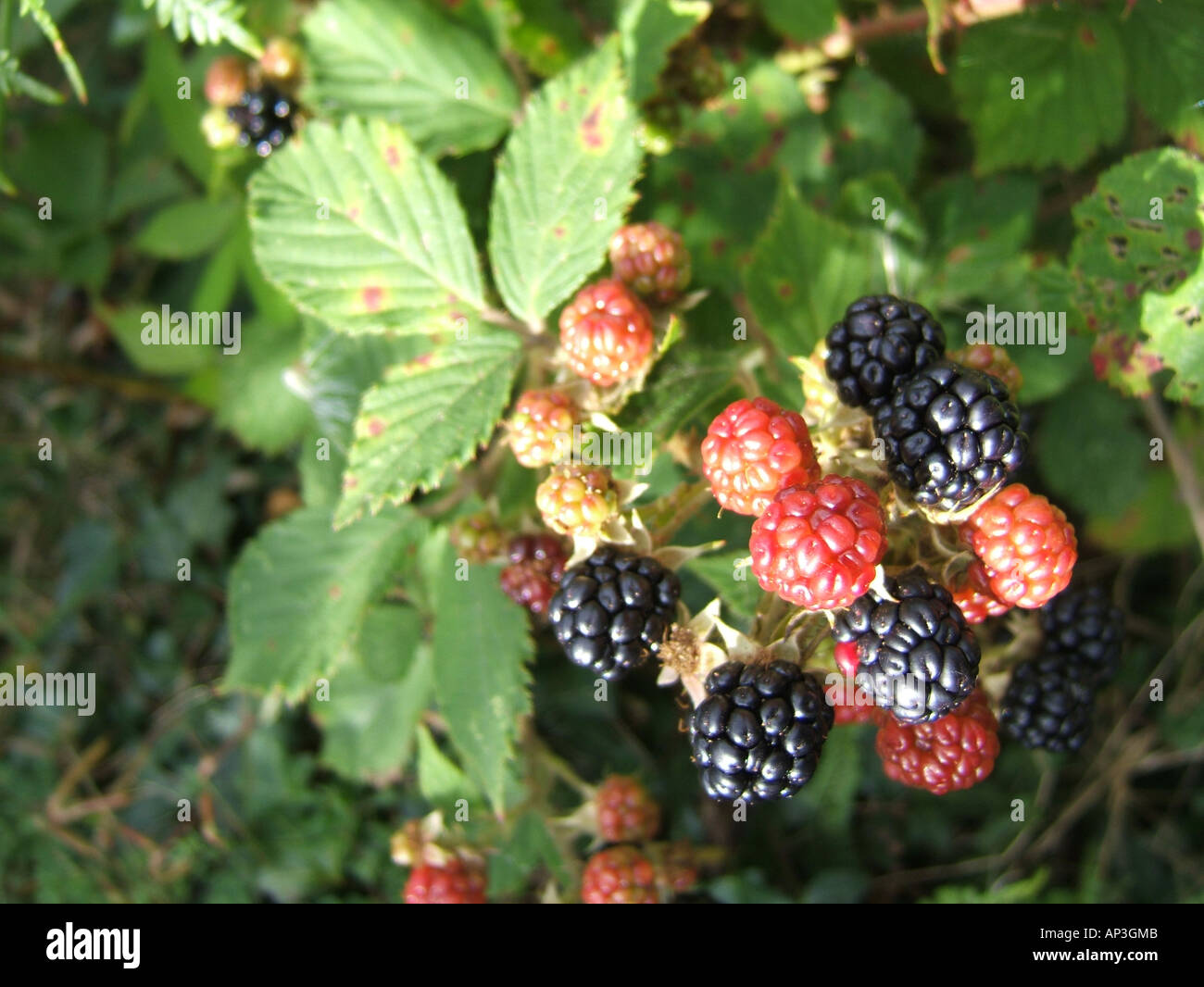wild blackberries growing in countryside Stock Photo Alamy