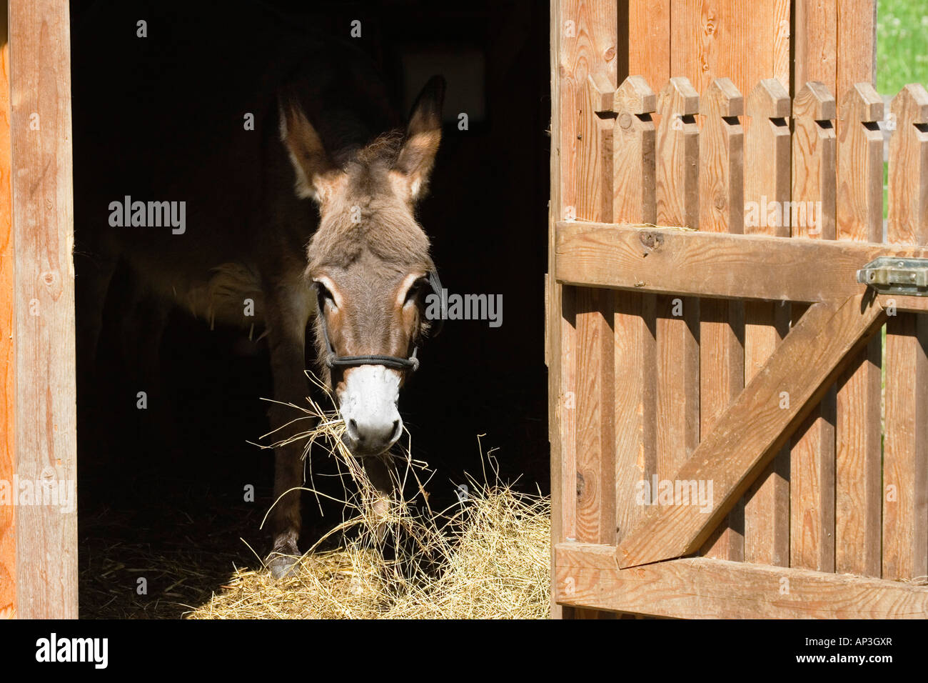 Donkey in stable, Equus asinus, Bavaria, Germany Stock Photo - Alamy Donkey in stable, Equus asinus, Bavaria, Germany Stock Photo - Alamy