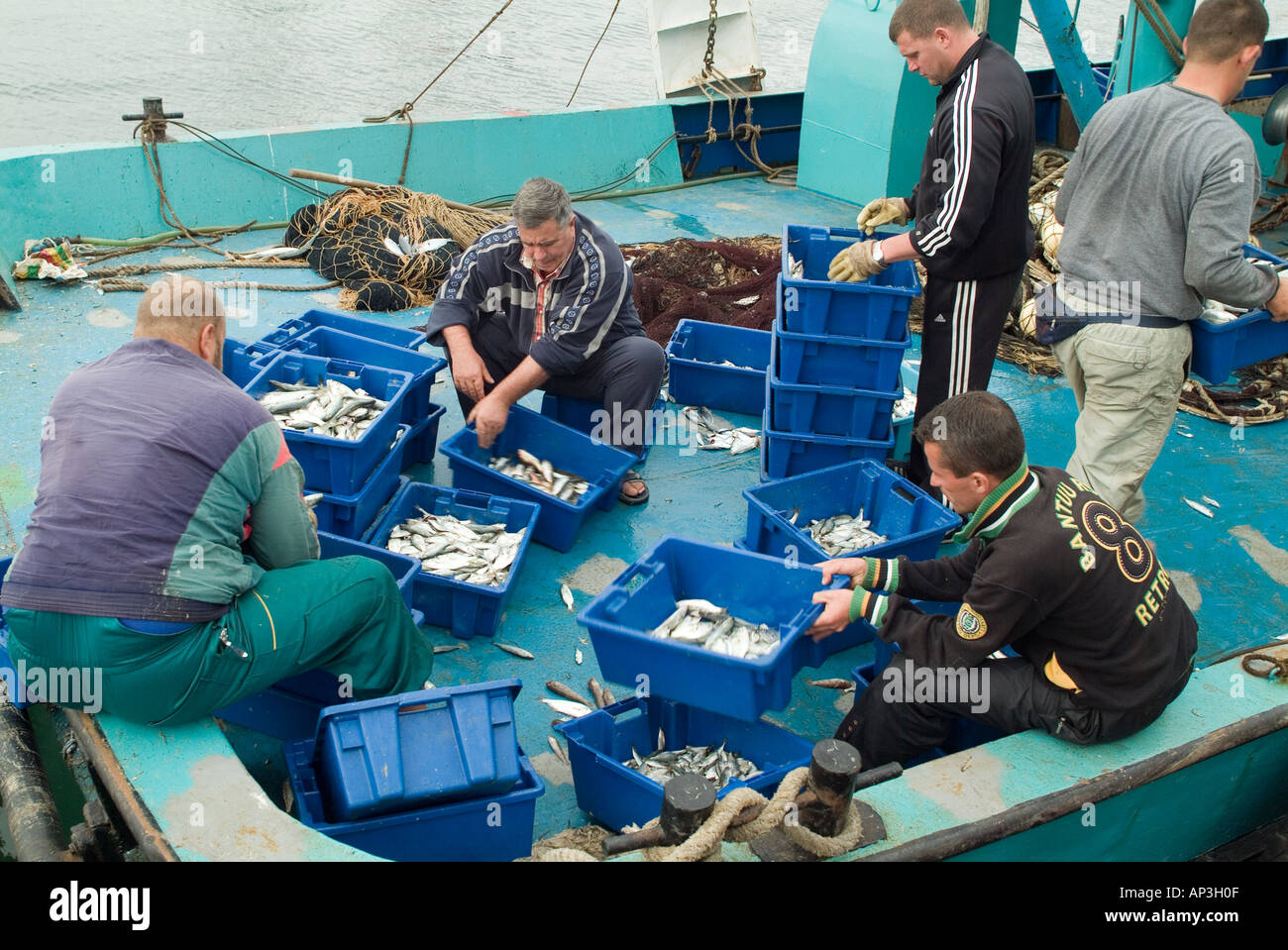 Cleaning gutting fish workplace occupation sorting hires stock
